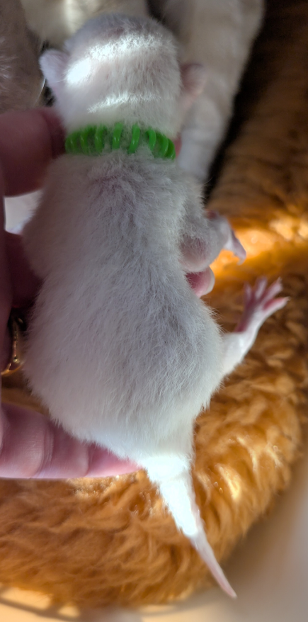 Kitten Body